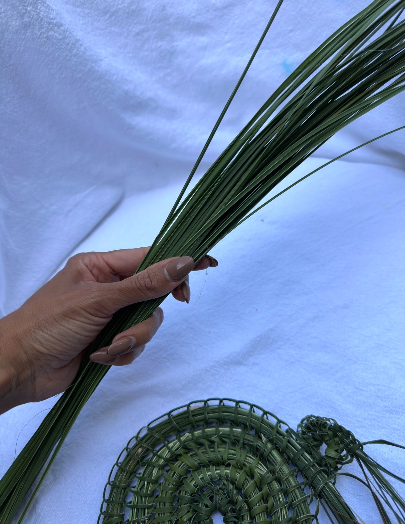 Lomandra Weaving Kit